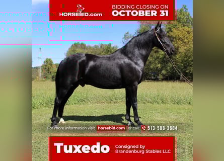 Kentucky Mountain Saddle Horse, Ruin, 9 Jaar, 155 cm, Zwart