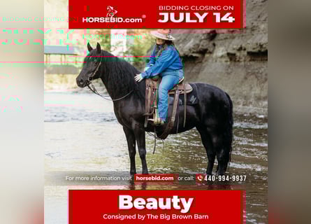 Kentucky Mountain Saddle Horse, Stute, 14 Jahre, 157 cm, Rappe