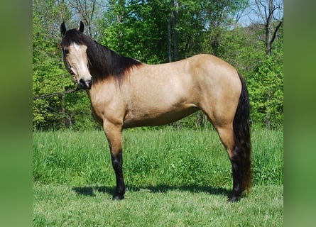 Kentucky Mountain Saddle Horse, Stute, 5 Jahre, 142 cm, Buckskin