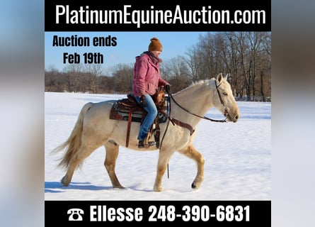 Kentucky Mountain Saddle Horse, Valack, 10 år, 155 cm, Palomino