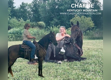 Kentucky Mountain Saddle Horse, Valack, 11 år, 142 cm, Svart