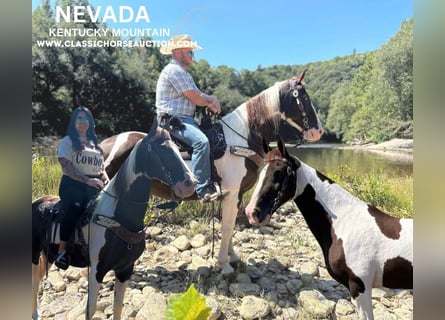 Kentucky Mountain Saddle Horse, Valack, 13 år, 152 cm, Tobiano-skäck-alla-färger