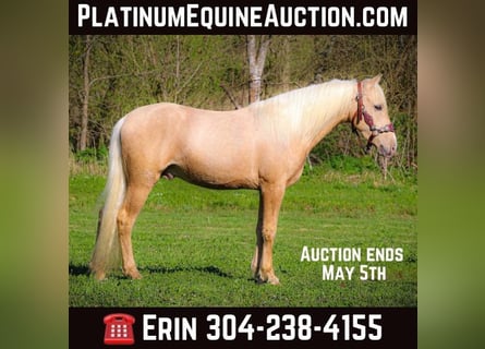 Kentucky Mountain Saddle Horse, Valack, 4 år, 150 cm, Palomino