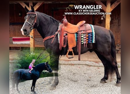 Kentucky Mountain Saddle Horse, Wałach, 12 lat, 152 cm, Kara