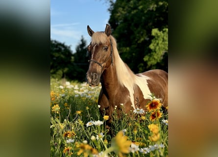Kentucky Mountain Saddle Horse, Wałach, 13 lat, Srokata