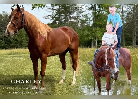 Kentucky Mountain Saddle Horse, Wałach, 4 lat, 142 cm, Cisawa