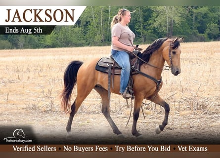 Kentucky Mountain Saddle Horse, Wałach, 4 lat, 150 cm, Jelenia