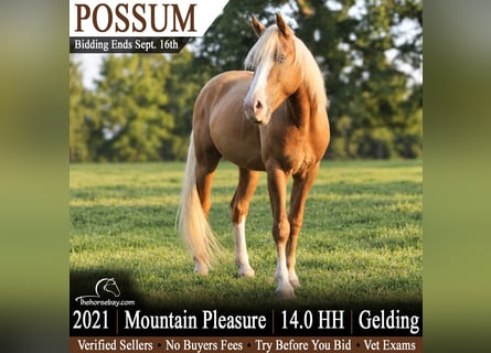 Kentucky Mountain Saddle Horse, Wałach, 5 lat, 142 cm, Izabelowata