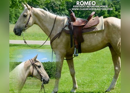 Kentucky Mountain Saddle Horse, Wałach, 5 lat, 152 cm, Izabelowata