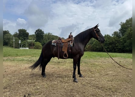 Kentucky Mountain Saddle Horse, Wallach, 10 Jahre, 152 cm, Rappe