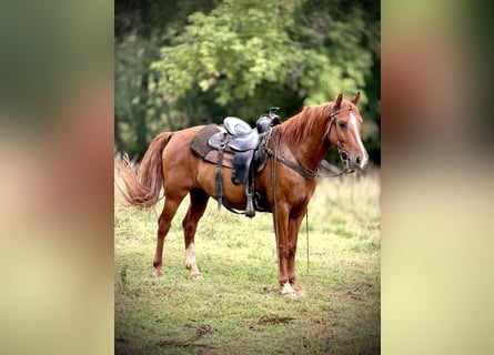 Kentucky Mountain Saddle Horse, Wallach, 11 Jahre, 143 cm, Rotfuchs