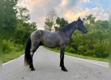 Kentucky Mountain Saddle Horse, Wallach, 11 Jahre, 152 cm, Roan-Blue