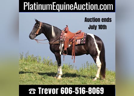 Kentucky Mountain Saddle Horse, Wallach, 12 Jahre, 157 cm, Tobiano-alle-Farben