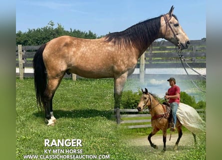 Kentucky Mountain Saddle Horse, Wallach, 13 Jahre, 142 cm, Buckskin