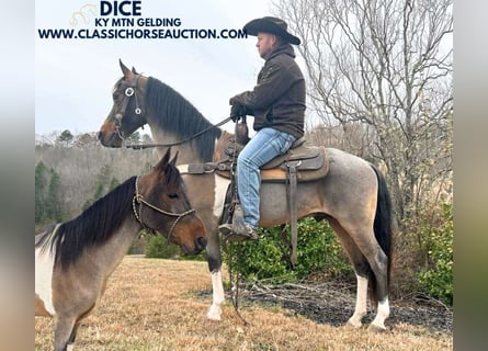 Kentucky Mountain Saddle Horse, Wallach, 13 Jahre, 142 cm