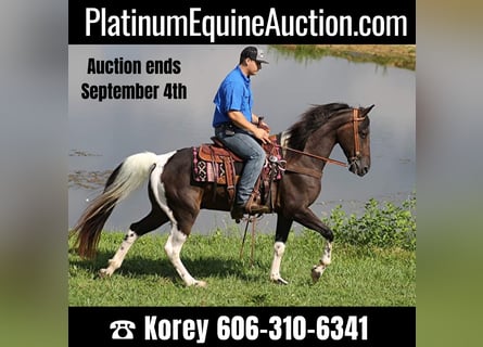 Kentucky Mountain Saddle Horse, Wallach, 13 Jahre, 152 cm, Tobiano-alle-Farben