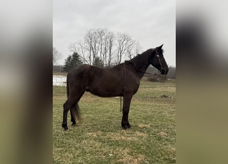 Kentucky Mountain Saddle Horse, Wallach, 14 Jahre, 152 cm, Rappe