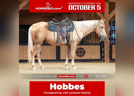 Kentucky Mountain Saddle Horse, Wallach, 14 Jahre, Palomino