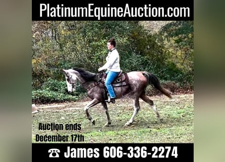 Kentucky Mountain Saddle Horse, Wallach, 15 Jahre, Roan-Bay