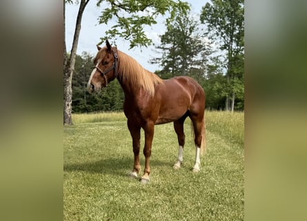 Kentucky Mountain Saddle Horse, Wallach, 4 Jahre, 142 cm, Rotfuchs