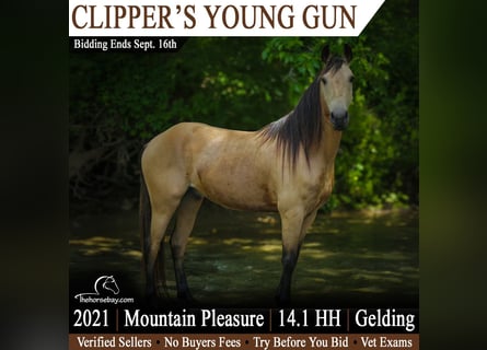 Kentucky Mountain Saddle Horse, Wallach, 5 Jahre, 145 cm, Buckskin