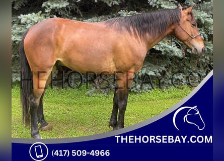 Kentucky Mountain Saddle Horse, Wallach, 5 Jahre, 150 cm, Rotbrauner