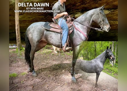Kentucky Mountain Saddle Horse, Wallach, 5 Jahre, 152 cm, Rotbrauner