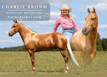 Kentucky Mountain Saddle Horse, Wallach, 5 Jahre, 155 cm, Palomino