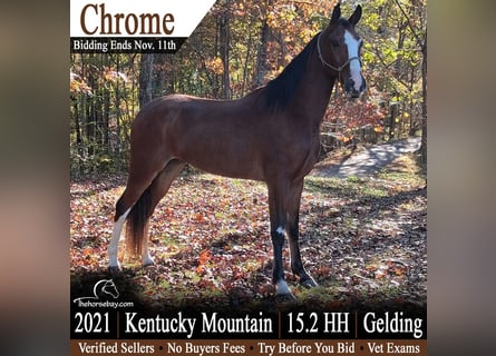 Kentucky Mountain Saddle Horse, Wallach, 5 Jahre, 157 cm, Rotbrauner