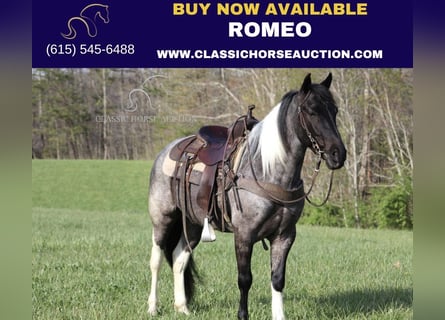 Kentucky Mountain Saddle Horse, Wallach, 6 Jahre, 142 cm, Roan-Blue