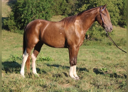 Kentucky Mountain Saddle Horse, Wallach, 6 Jahre, 147 cm, Champagne