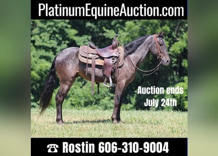Kentucky Mountain Saddle Horse, Wallach, 6 Jahre, 150 cm, Schimmel