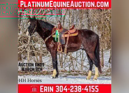 Kentucky Mountain Saddle Horse, Wallach, 7 Jahre, 152 cm, Rappe