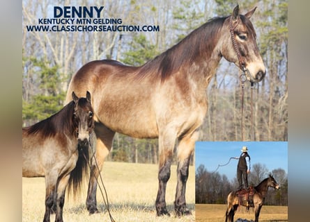 Kentucky Mountain Saddle Horse, Wallach, 8 Jahre, 152 cm, Buckskin