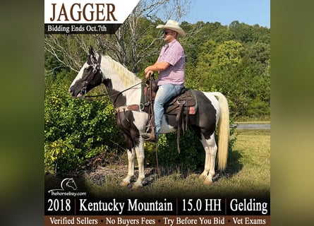 Kentucky Mountain Saddle Horse, Wallach, 8 Jahre, 152 cm, Tobiano-alle-Farben