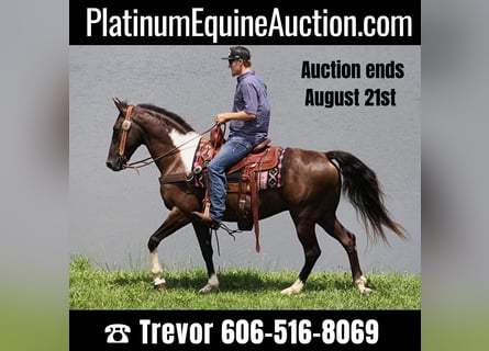 Kentucky Mountain Saddle Horse, Wallach, 8 Jahre, 152 cm, Tobiano-alle-Farben