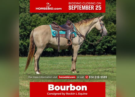 Kentucky Mountain Saddle Horse, Wallach, 8 Jahre, 160 cm, Champagne