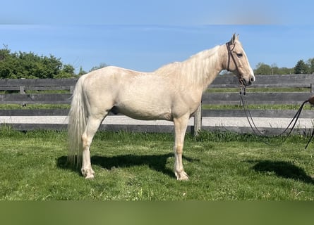 Kentucky Mountain Saddle Horse, Wallach, 9 Jahre, 152 cm, Palomino