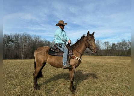 Kentucky Mountain Saddle Horse, Yegua, 4 años, 152 cm, Champán