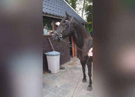 Kentucky Mountain Saddle Horse, Yegua, 4 años, 153 cm, Negro