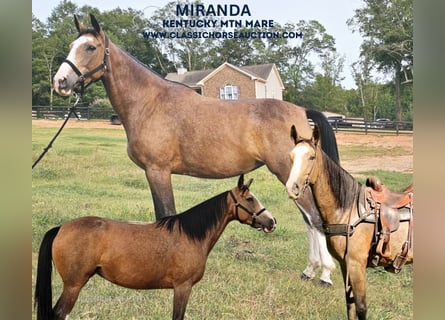 Kentucky Mountain Saddle Horse, Yegua, 6 años, 152 cm, Buckskin/Bayo