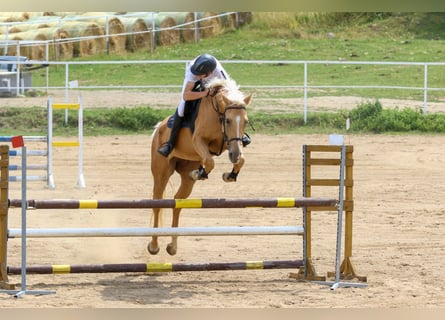 Kinsky Horse, Mare, 5 years, 16.1 hh, Palomino