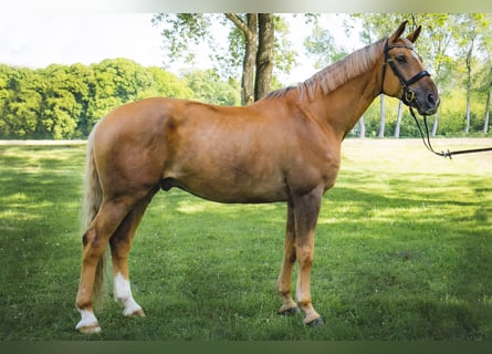 Kinsky-Pferd, Wallach, 8 Jahre, 174 cm, Palomino