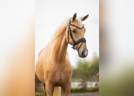 Kinsky, Stallone, 6 Anni, 160 cm, Palomino