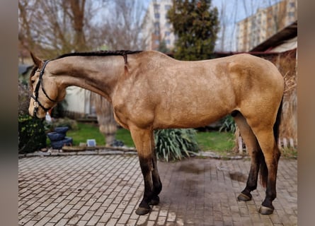 Kinskyhäst, Valack, 8 år, 174 cm, Palomino