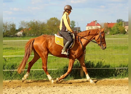 Kisber, Castrone, 4 Anni, 167 cm, Sauro scuro