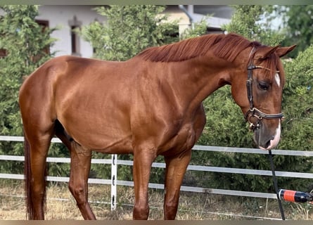 Kisber, Castrone, 5 Anni, 162 cm, Sauro scuro