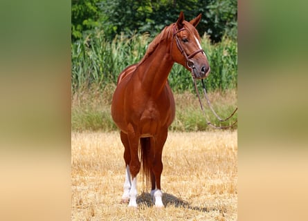 Kisber, Castrone, 5 Anni, 167 cm, Sauro scuro