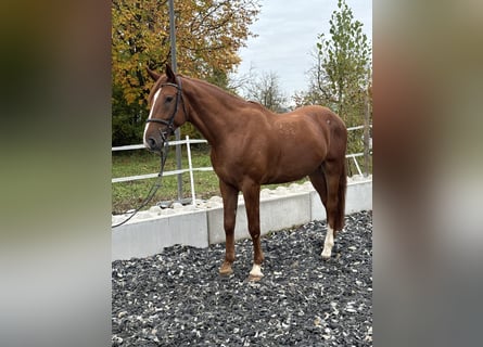 Kisber, Castrone, 5 Anni, 172 cm, Sauro