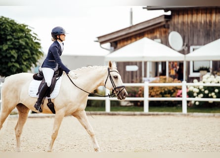 Kisber, Castrone, 9 Anni, 165 cm, Palomino